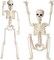 Halloween Decoration Outdoor 2 Pack Skeleton, 16" Plastic Posable Skeleton
